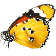 https://demo.petstation.qa/wp-content/uploads/2019/08/butterfly.png