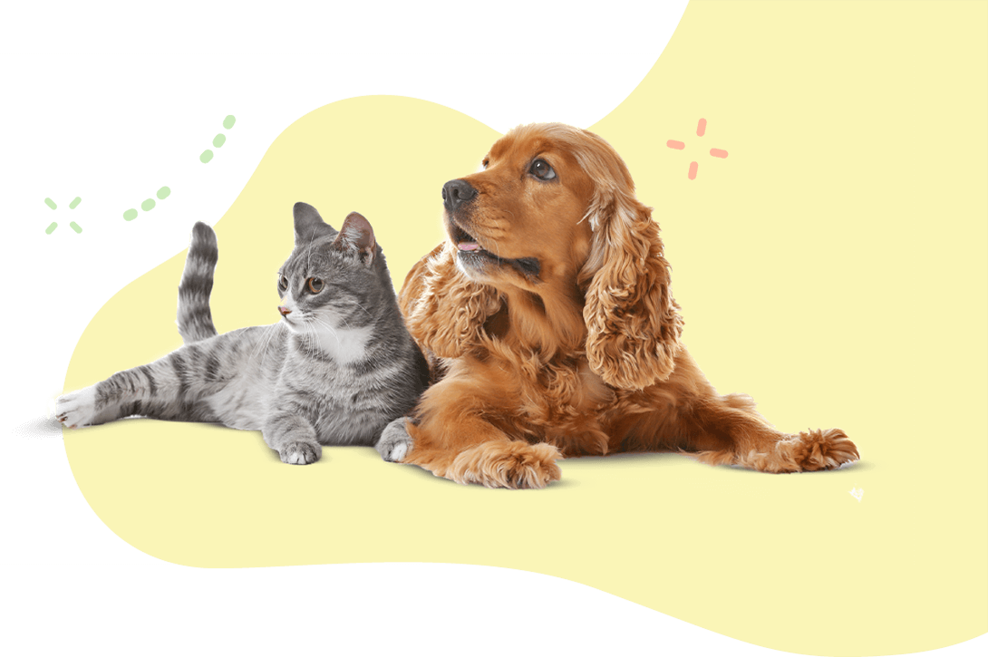https://demo.petstation.qa/wp-content/uploads/2019/08/hero_image_11.png