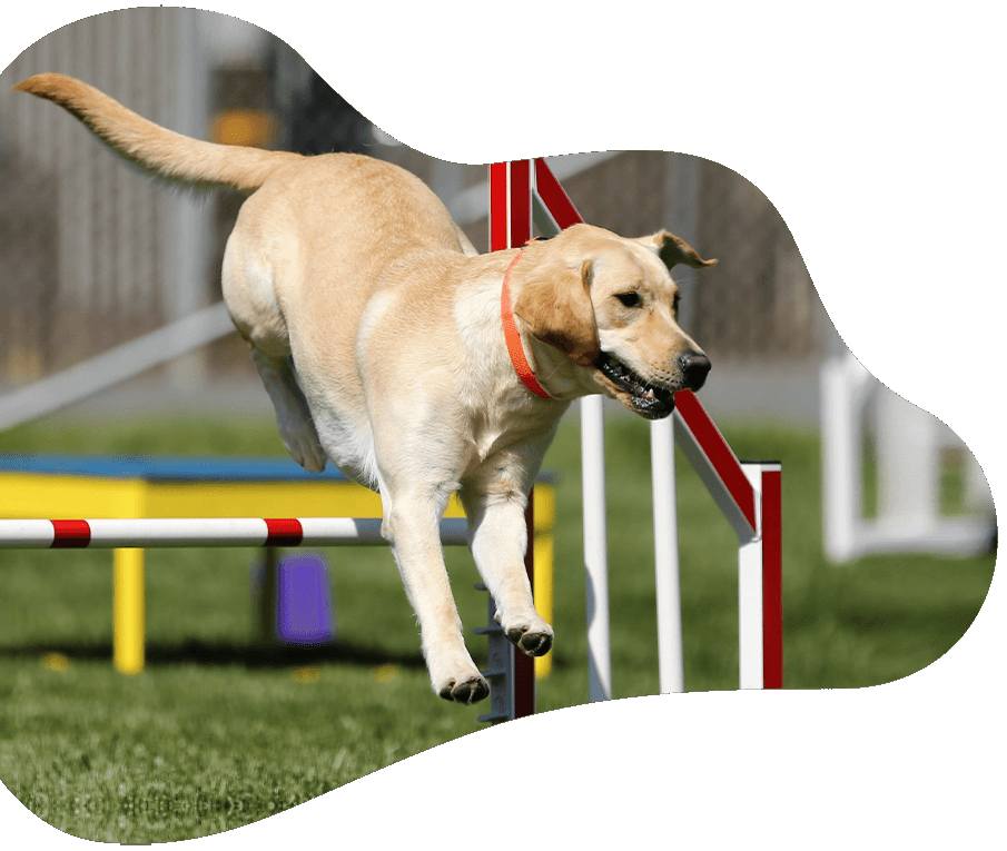 https://demo.petstation.qa/wp-content/uploads/2022/03/dog_prices-1.png